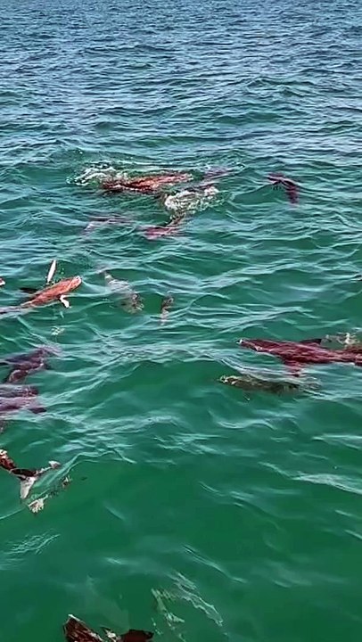 HOW BIG FISH,,,