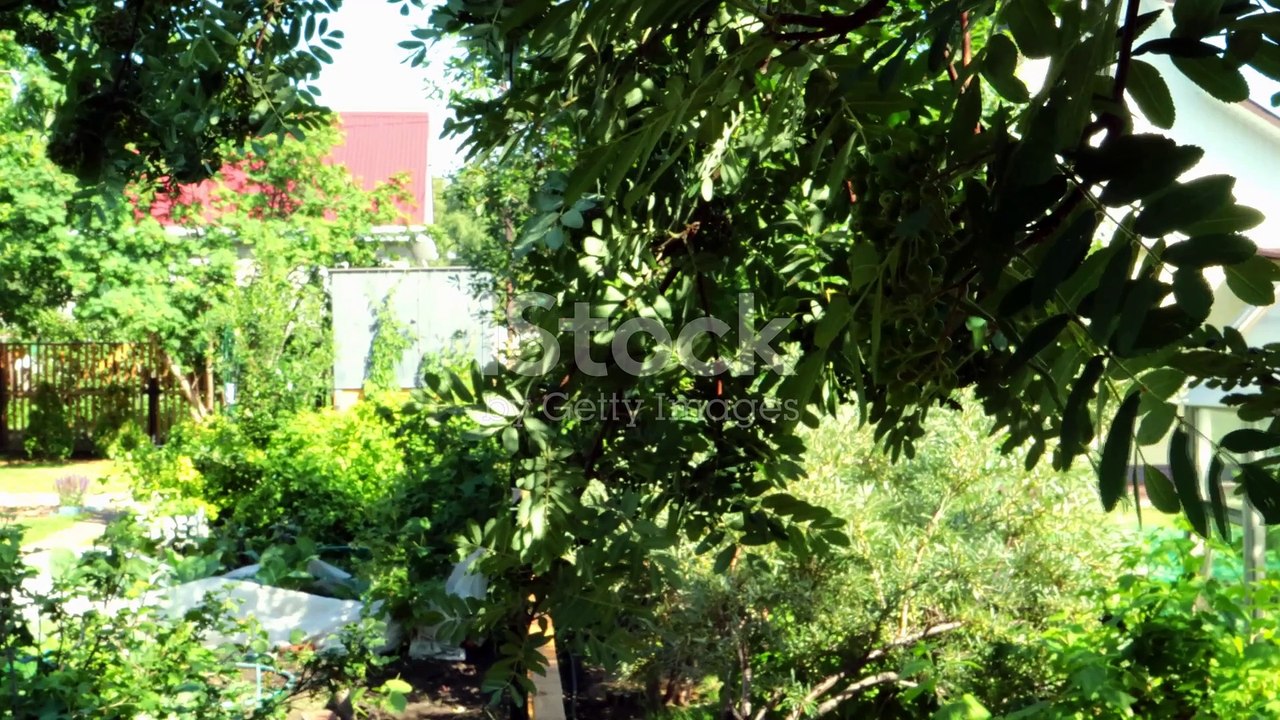 Der allergiefreie Hund: Ihr ultimativer Leitfaden für ein niesenfreies Leben