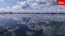 rice fields soaked in water after harvest