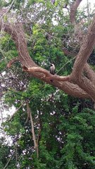 Morning and birds singing