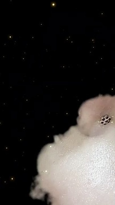 1000911447