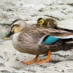 Mother possessed by her baby duck [Cute wild animals]