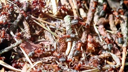 The Incredible Strength of Ants: Tiny Titans