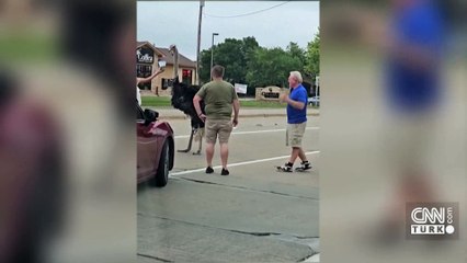 VİDEO | ABD'de 'deve kuşu' trafiği