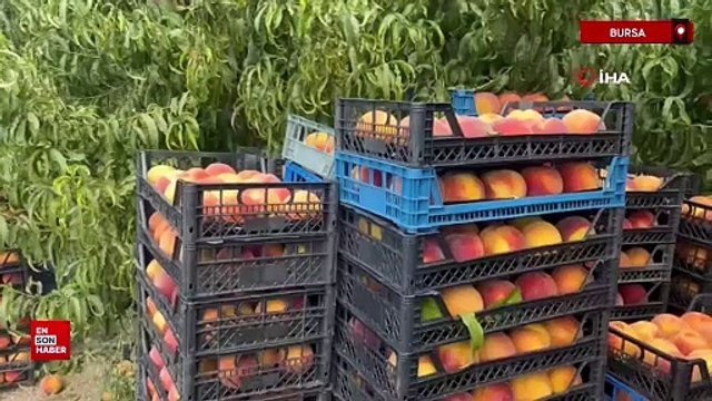 Bursa'da şeftali ağacına asılan not: Şeftali ve üzüm aldık hakkınızı helal edin