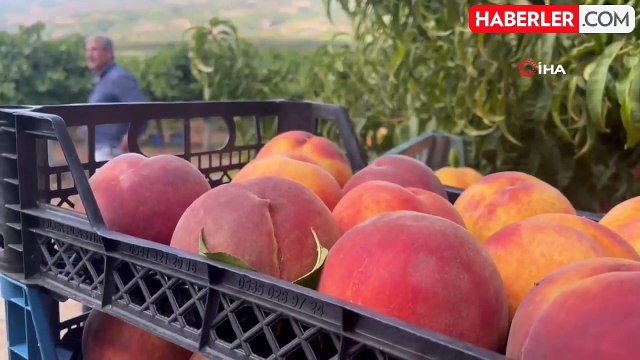 Bursa'da Şeftali Ağacına Asılan Duygu Dolu Not