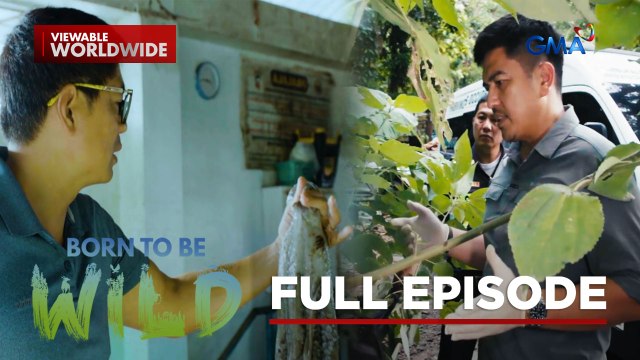 The Vulnerable Species in the Philippines (Full Episode) | Born to be Wild
