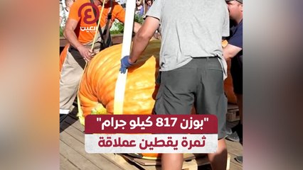 "بوزن 817 كيلو جرام" ثمرة يقطين عملاقة