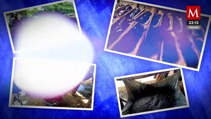 Productores en Oaxaca rescatan la producción del 'Oro Azul', colorante natural de plantas