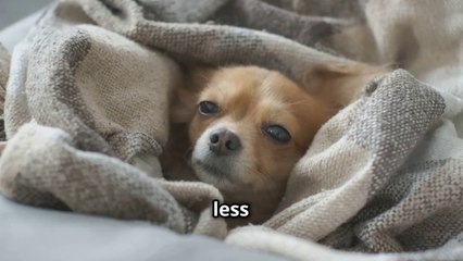 "Why Does My Dog Shiver?" - Should I Be Worried?