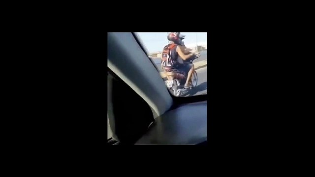 Quand tu laisses ton chien conduire le scooter