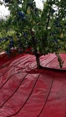Voilà comment on cueille des prunes en quelques secondes