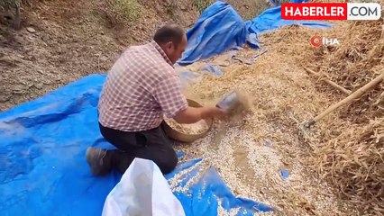 Tufanbeyli Fasulyesi Feke'de Üretilmeye Başlandı