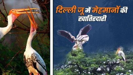 हिमालय से दिल्ली ज़ू पहुंचे पेंटेड स्टार्क बने पर्यटकों के आकर्षण का केंद्र,जू प्रशासन कर रहा अच्छी खातिरदारी