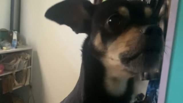 Playful pup happily follows mom's instruction to look at birds every day
