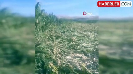 Yaban Domuzları Elazığ'da Mısır Tarlasını Talan Etti