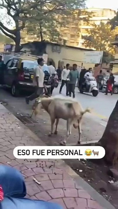 The last one  __I sincerely hope you enjoy it_  please follow _animalsgottalent2 if you wanna laugh every day  ___funnycat _funnyanimals _cutecats _cuteanimals _trending _memes _a(