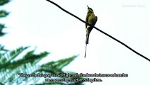 Rufous-crowned Bee-eater: Why Birdwatchers Are Obsessed with This Beauty!