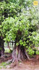 अपनी जड़ें मज़बूत रखो! || आचार्य प्रशांत