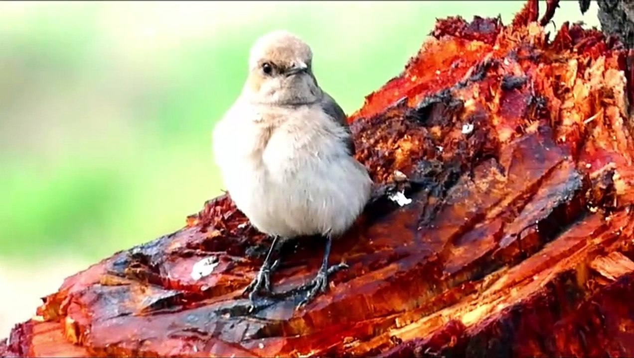 Red Tailed Wheatear: The Bird You Need to See Right Now!