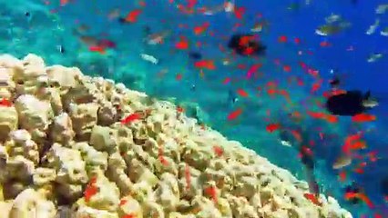 _The Creation Song_ (Official Music Video) original song by Edwin Morris Tasmania.