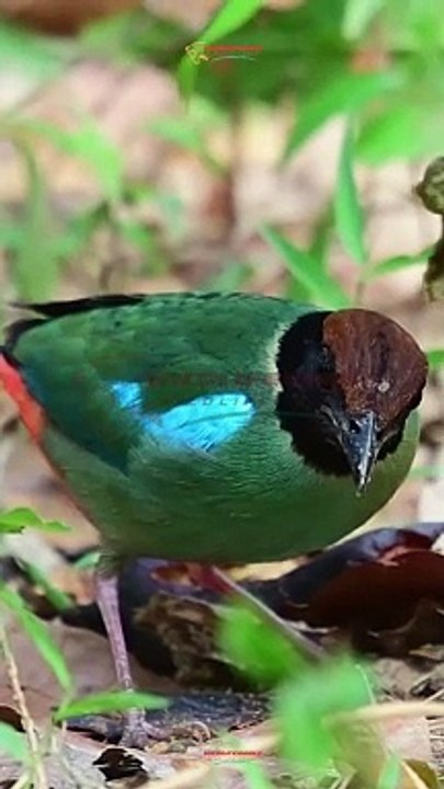 Wildlife Beautiful Moments #23