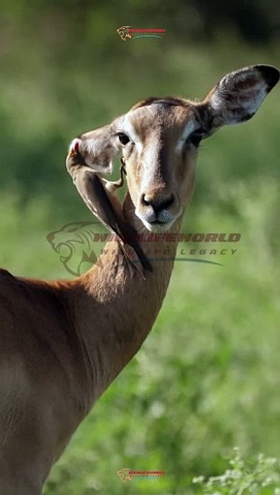 Wildlife Beautiful Moments #26