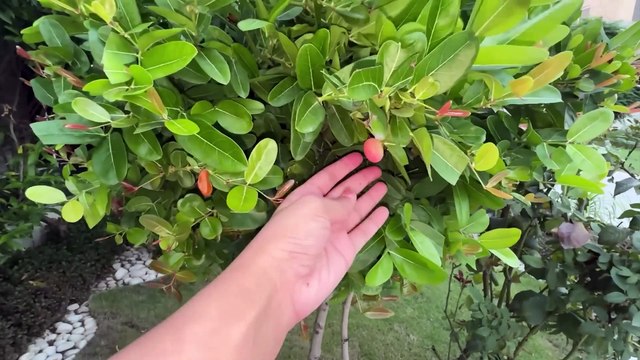 Most Viral Product Lai Liya-Baby Girl Ko Pehli Baar Dekha-Sistrology