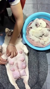 A mother's love in its purest form – nourishing her little ones.