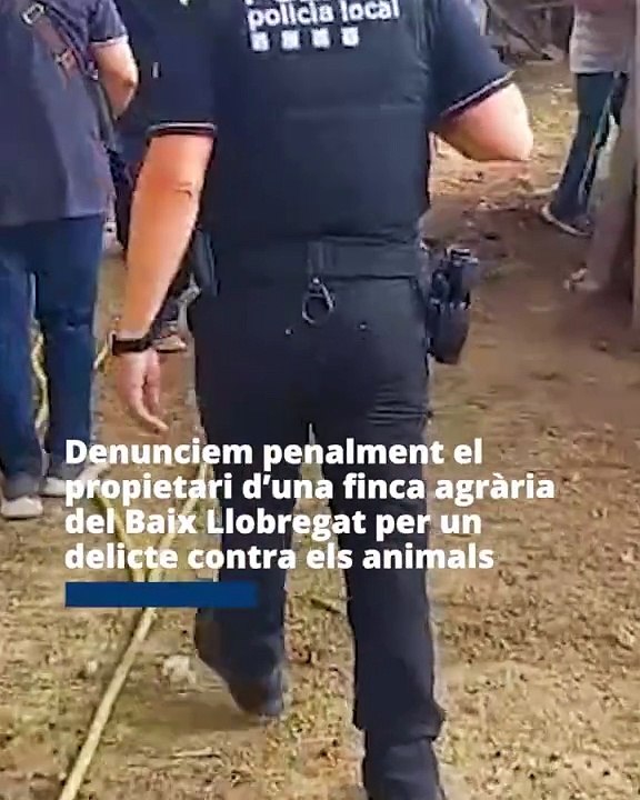 Denuncian a un hombre por maltratar a 80 animales