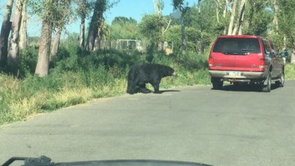 Couple records CHILLING up-close encounter with a not-so-friendly bear