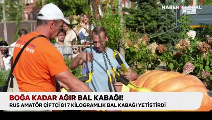 Boğa kadar ağır bal kabağı! Tam 817 kilo