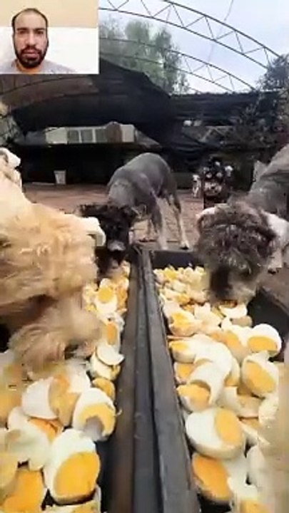 Dogs eat very nice food.Les chiens mangent de la très bonne nourriture.