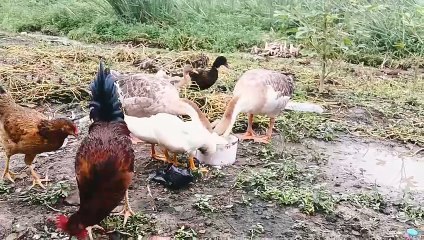 Duck Eating Very Fast