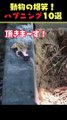 SNSで65億回バズった動物ハプニング動画10選 | 10 Animal Happenings Videos that Got 650 Million Buzz on SNS