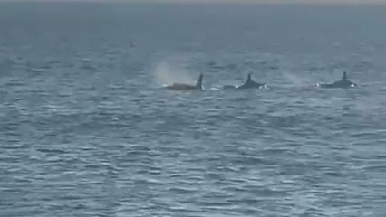 Graban a una manada de orcas en las islas de Ons
