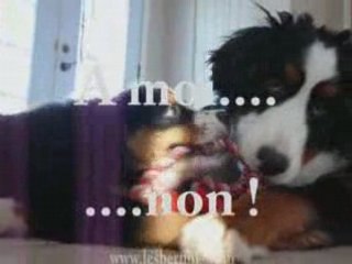 Ieva De La Pointe Du Lac (www.lesbernois.com)