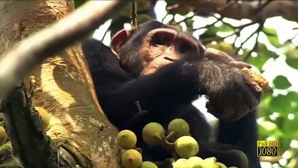 La naturaleza salvaje del Congo - Documental . Full HD