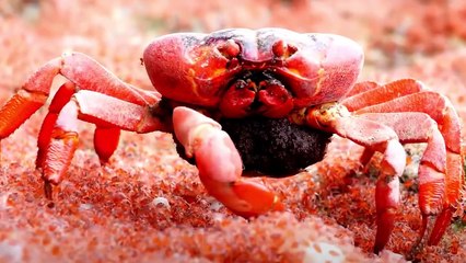 As Piores Mães Do Reino Animal