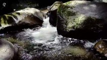 ASMR - The sound of river water flowing in the forest