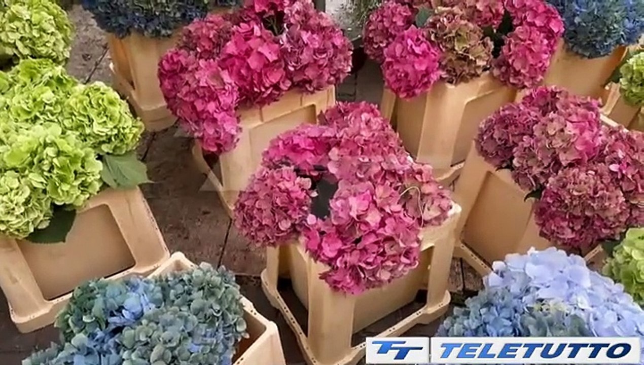 Video News - A Salò fiori e piante da tutta Italia