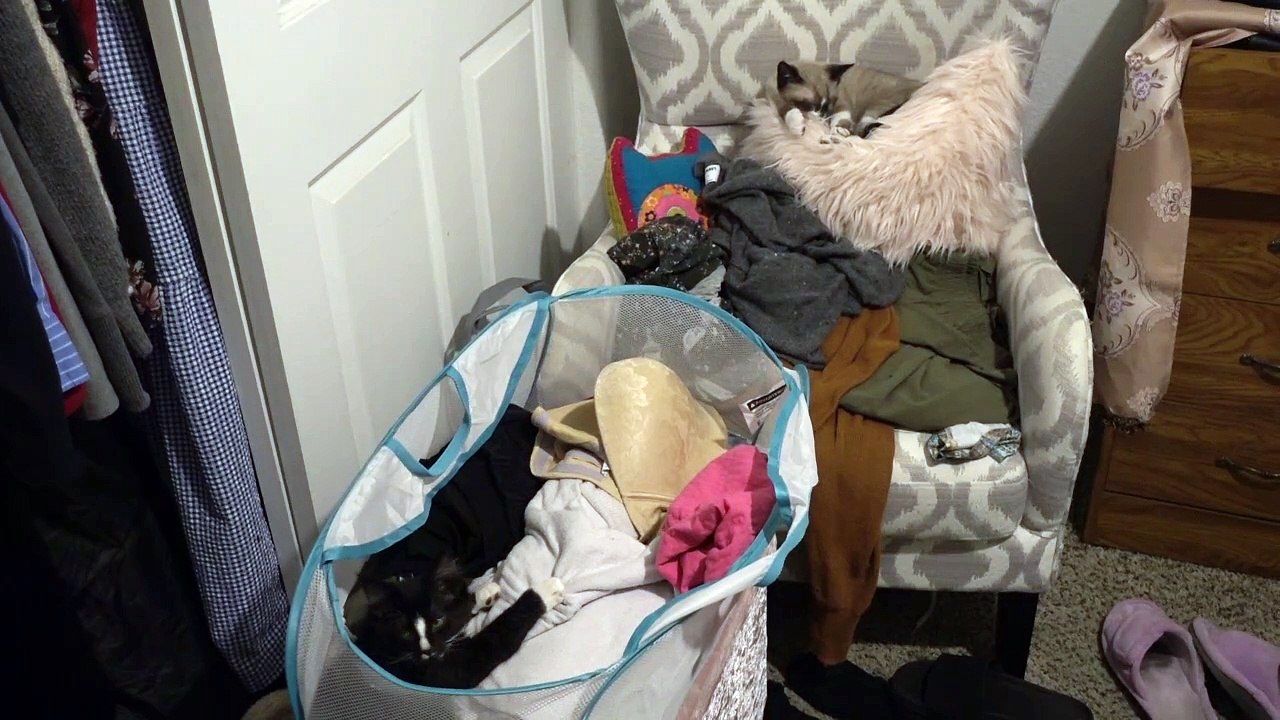 Kitties find new places to sleep