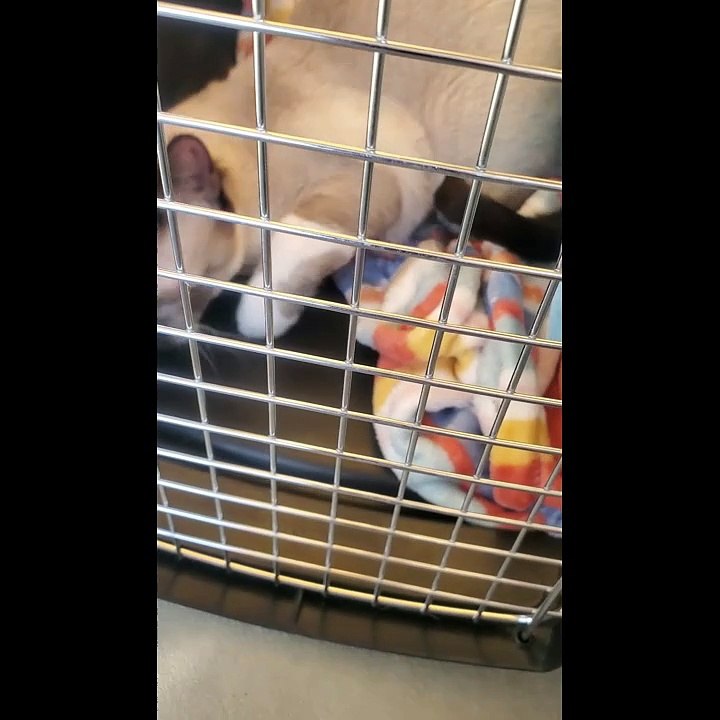 Pepper in Carrier Making Biscuits
