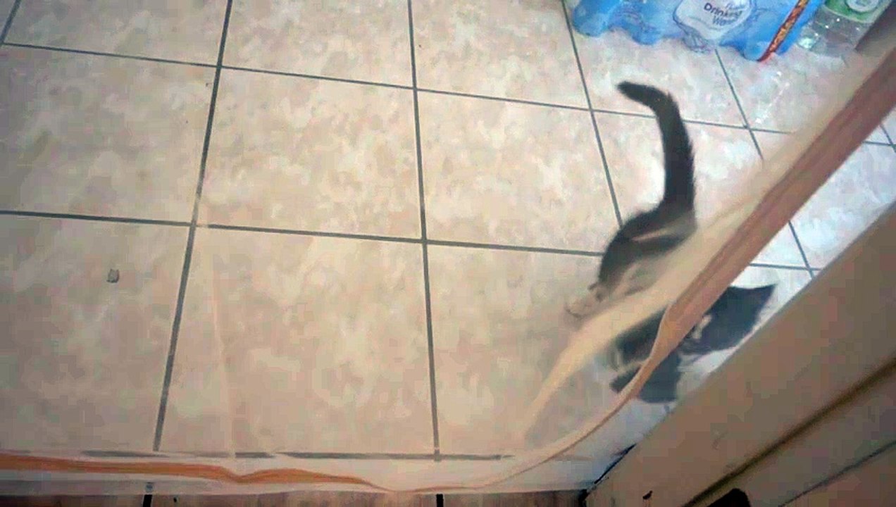 Moxie Wants to Come In Screen Door Climbing