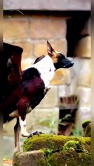 Bird having a dog's head a miracle