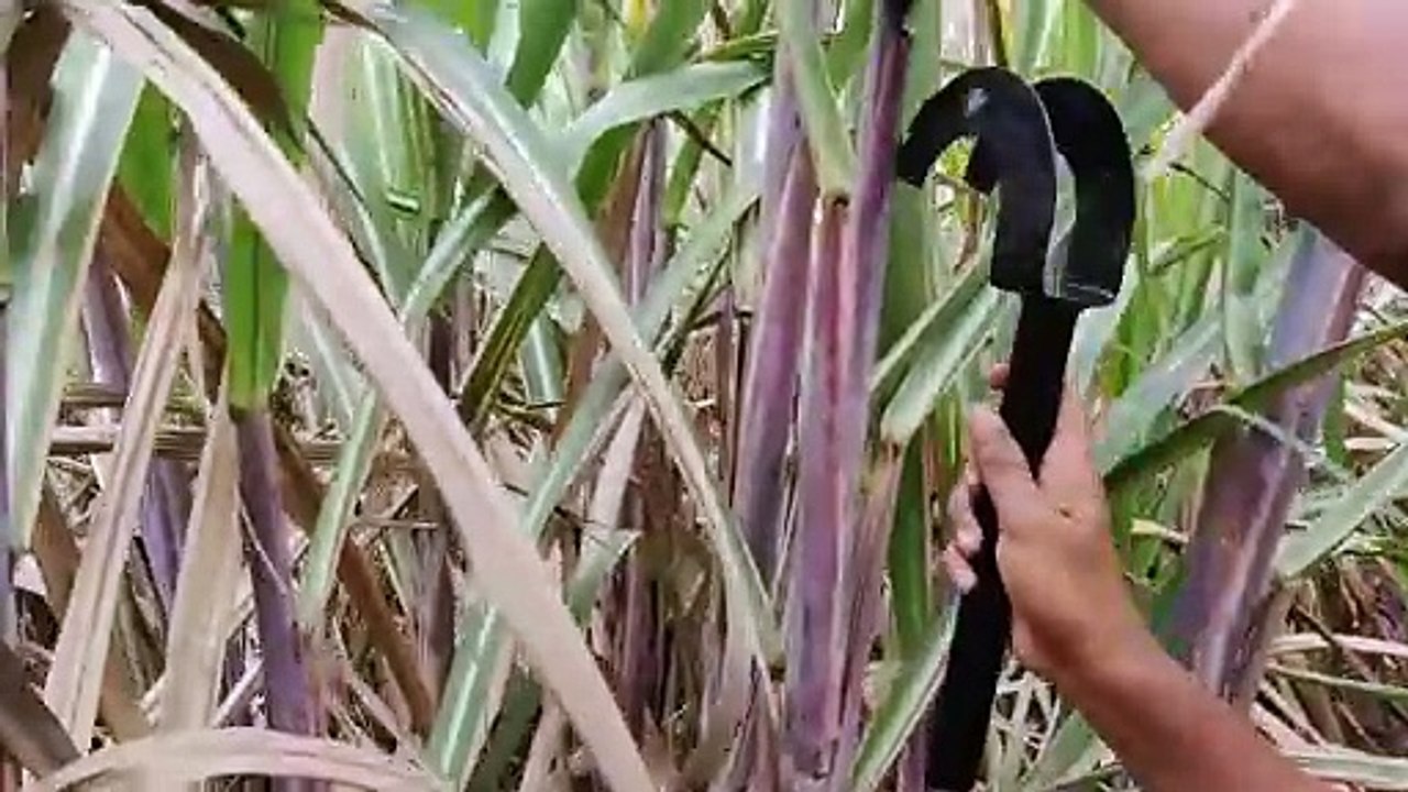 Sugarcane de-trasher