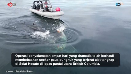 Kisah Penyelamatan Paus Bungkuk di British Columbia