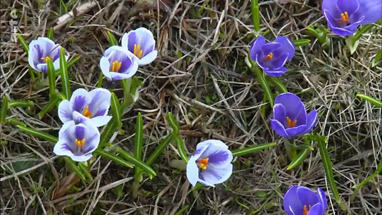 Saint-Bernard et ses chiens _ GEO Reportage _ ARTE Family