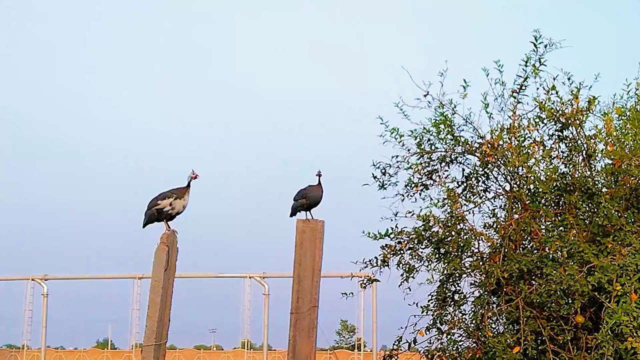 Chakor Pair Masti Moments | Guineafowls voice Chakor Voice | चकोर ब्रीडर जोड़ी आवाज