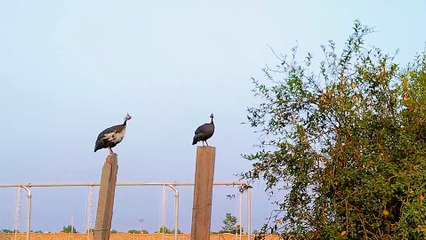 Chakor Pair Masti Moments | Guineafowls voice Chakor Voice | चकोर ब्रीडर जोड़ी आवाज